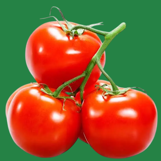 Fresh Tomatoes